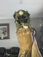 Brown/blonde male, a male Shih Tzu for sale in Saint Cloud, MN – 3 of 8