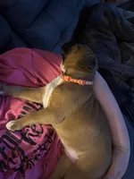 Michelangelo , a male Boxer for sale in Jackson, MO – Photo 8 of 8