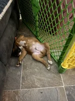 Michelangelo , a male Boxer for sale in Jackson, MO – Photo 7 of 8