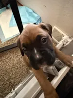 Michelangelo , a male Boxer for sale in Jackson, MO – Photo 1 of 3