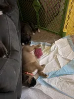 Michelangelo , a male Boxer for sale in Jackson, MO – Photo 5 of 8