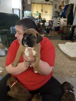 Michelangelo , a male Boxer for sale in Jackson, MO – Photo 3 of 3