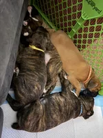 Michelangelo , a male Boxer for sale in Jackson, MO – Photo 6 of 8