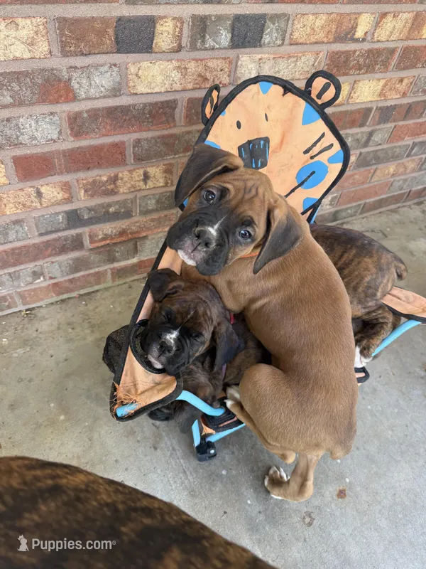 Michelangelo  – Boxer puppy for sale in Jackson, MO