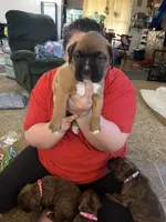 Michelangelo , a male Boxer for sale in Jackson, MO – Photo 2 of 3