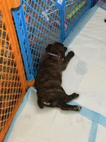 Donatello , a male Boxer for sale in Jackson, MO – Photo 2 of 3