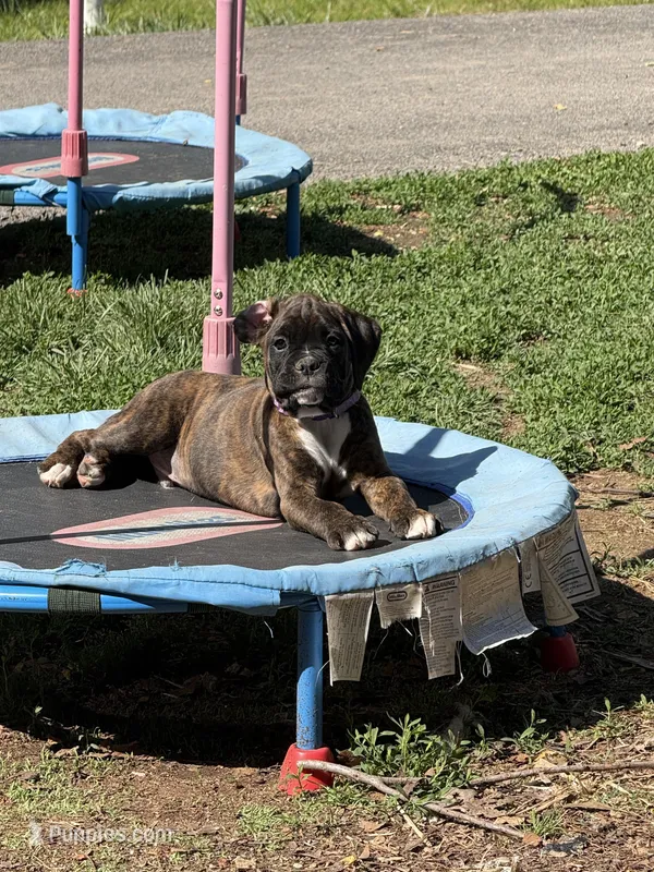 Donatello  – Boxer puppy for sale in Jackson, MO