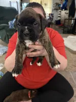 Donatello , a male Boxer for sale in Jackson, MO – Photo 3 of 3