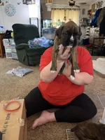 Raphael , a male Boxer for sale in Jackson, MO – Photo 3 of 3