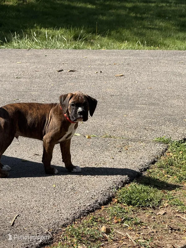 Raphael  – Boxer puppy for sale in Jackson, MO