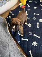 Raphael , a male Boxer for sale in Jackson, MO – Photo 1 of 3