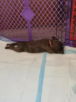 Raphael , a male Boxer for sale in Jackson, MO – Photo 2 of 3