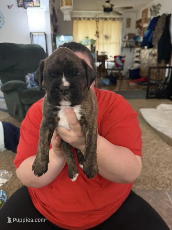 Raphael  – Boxer puppy for sale in Jackson, MO