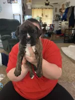 Raphael , a male Boxer for sale in Jackson, MO – Photo 1 of 2