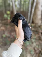Dale , a male Cocker Spaniel for sale in Glasgow, KY – 2 of 3