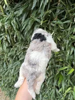 Sarah , a female Goldendoodle for sale in Glasgow, KY – 2 of 2