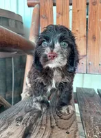 Ernest , a male Cocker Spaniel for sale in Glasgow, KY – 3 of 3