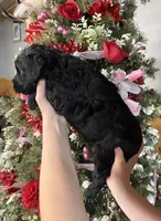 Callie , a male Goldendoodle for sale in Glasgow, KY – Photo 3 of 4