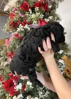 Callie , a male Goldendoodle for sale in Glasgow, KY – Photo 4 of 4