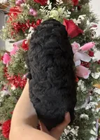 Callie , a male Goldendoodle for sale in Glasgow, KY – Photo 2 of 4