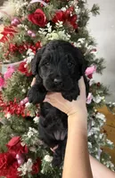 Callie , a male Goldendoodle for sale in Glasgow, KY – Photo 1 of 4