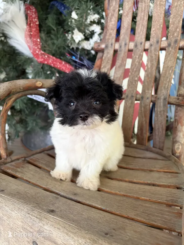Patrick  – Pomapoo puppy for sale in Glasgow, KY
