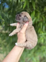 Van , a male Cockapoo for sale in Glasgow, KY – 3 of 4