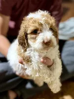 Velma , a female Cockapoo for sale in Glasgow, KY – 3 of 3