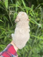 Tinker , a female Cockapoo for sale in Glasgow, KY – 2 of 4