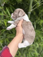 Bingo , a male Cockapoo for sale in Glasgow, KY – 3 of 4