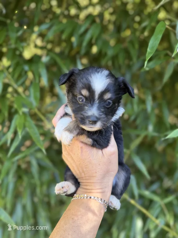 Alania  – Miniature American Shepherd puppy for sale in Glasgow, KY