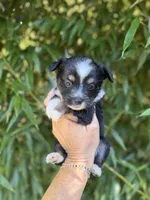 Alania , a female Miniature American Shepherd for sale in Glasgow, KY – 1 of 2