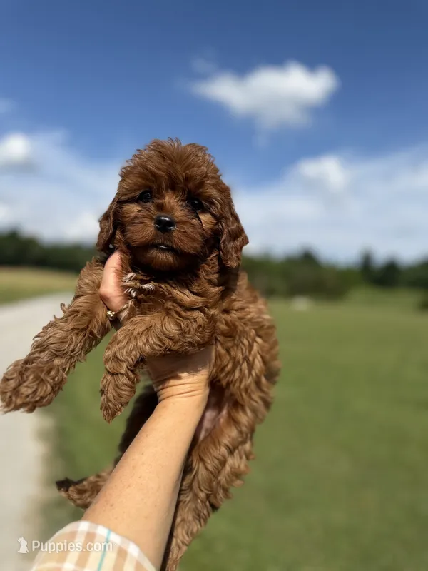 Red – Cavapoo puppy for sale in Glasgow, KY