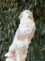 Martha , a female Cavachon for sale in Glasgow, KY – 2 of 2