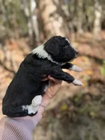Fiona , a female Aussiedoodle for sale in Glasgow, KY – 4 of 4