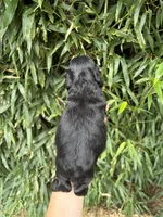 Cole , a male Cocker Spaniel for sale in Glasgow, KY – 3 of 4