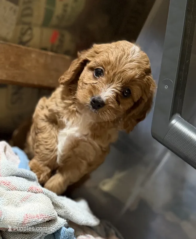 Ruth – Cavapoo puppy for sale in Glasgow, KY