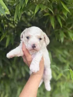 Havah , a female Cavapoo for sale in Glasgow, KY – 1 of 2