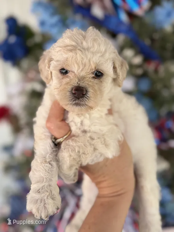 Bee  – Cockapoo puppy for sale in Glasgow, KY
