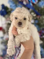 Bee , a female Cockapoo for sale in Glasgow, KY – 1 of 4