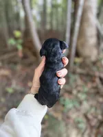 Dale , a male Cocker Spaniel for sale in Glasgow, KY – 3 of 3