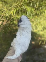 Cal , a male Cockapoo for sale in Glasgow, KY – Photo 2 of 4
