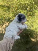 Cal , a male Cockapoo for sale in Glasgow, KY – Photo 4 of 4