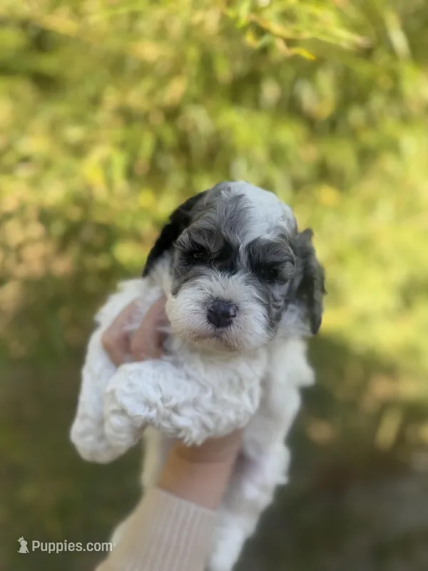 Cal  – Cockapoo puppy for sale in Glasgow, KY
