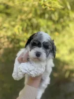 Cal , a male Cockapoo for sale in Glasgow, KY – Photo 1 of 4