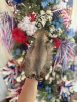 Trish , a female Miniature Schnauzer for sale in Glasgow, KY – 2 of 4
