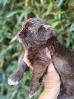 Bernie , a male Shih Tzu for sale in Glasgow, KY – 2 of 4