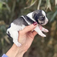 Wrin , a female Miniature Schnauzer for sale in Glasgow, KY – Photo 3 of 4