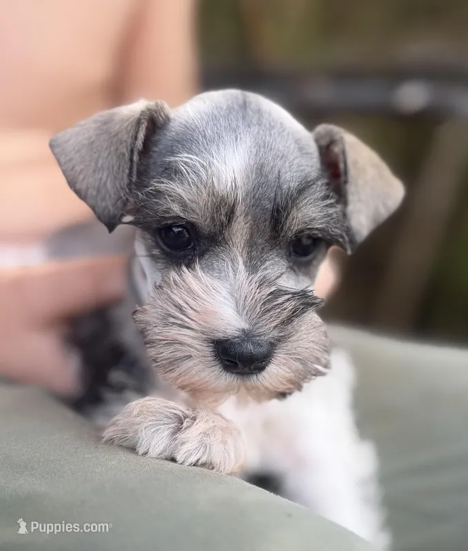 Wrin  – Miniature Schnauzer puppy for sale in Glasgow, KY