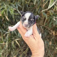 Wrin , a female Miniature Schnauzer for sale in Glasgow, KY – Photo 1 of 4